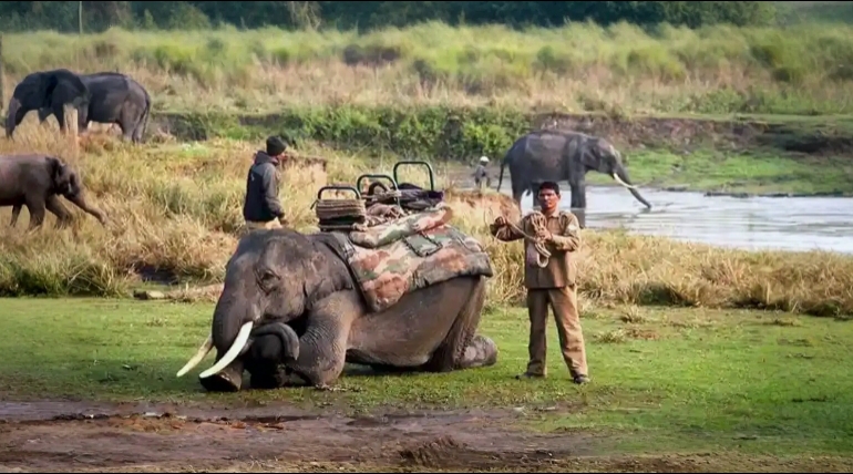 Elephant Safari Booking